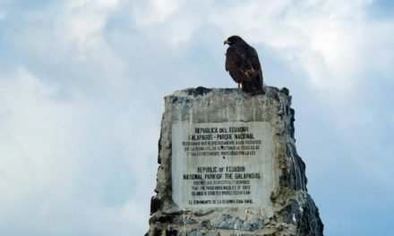 Debatte um The Buzzard – Rechtsradikale Propaganda ist keine Meinung