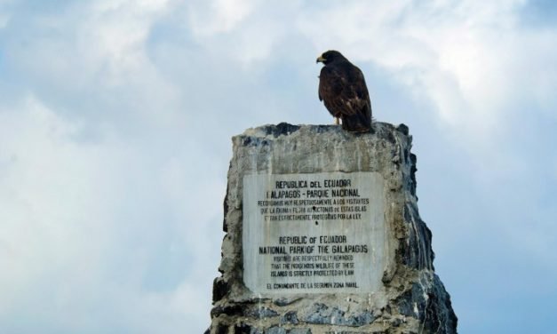 Debatte um The Buzzard – Rechtsradikale Propaganda ist keine Meinung
